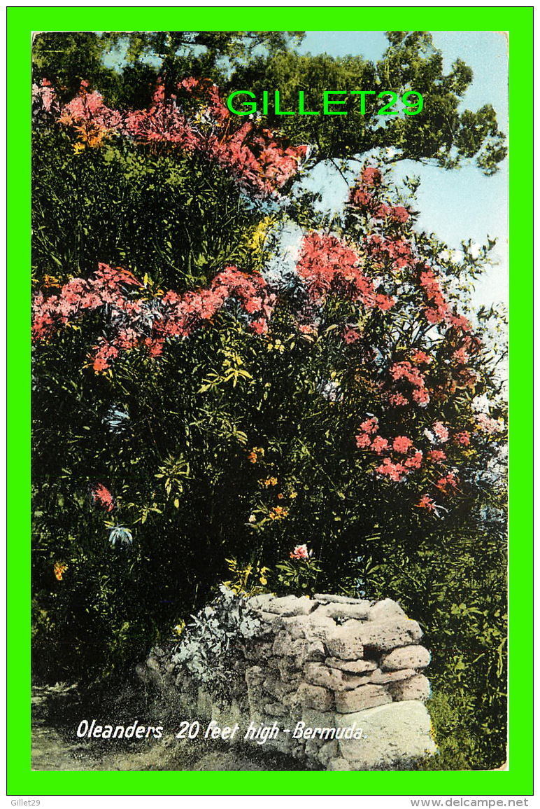 BERMUDES - OLEANDERS 20 FEET HIGH,  BERMUDA -  No 48 - THE YANKEE STORE & BERMUDA DRUG CO - - Bermudes