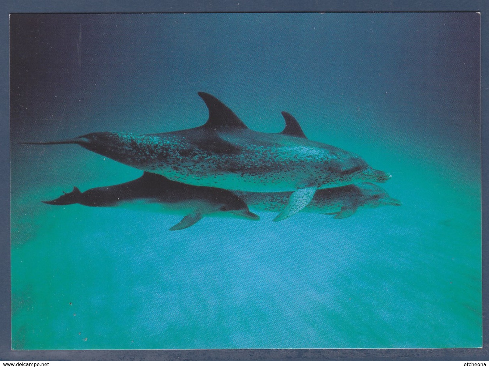 = Dauphins, Musée Océanographique Monaco, Carte-postale - Delfines