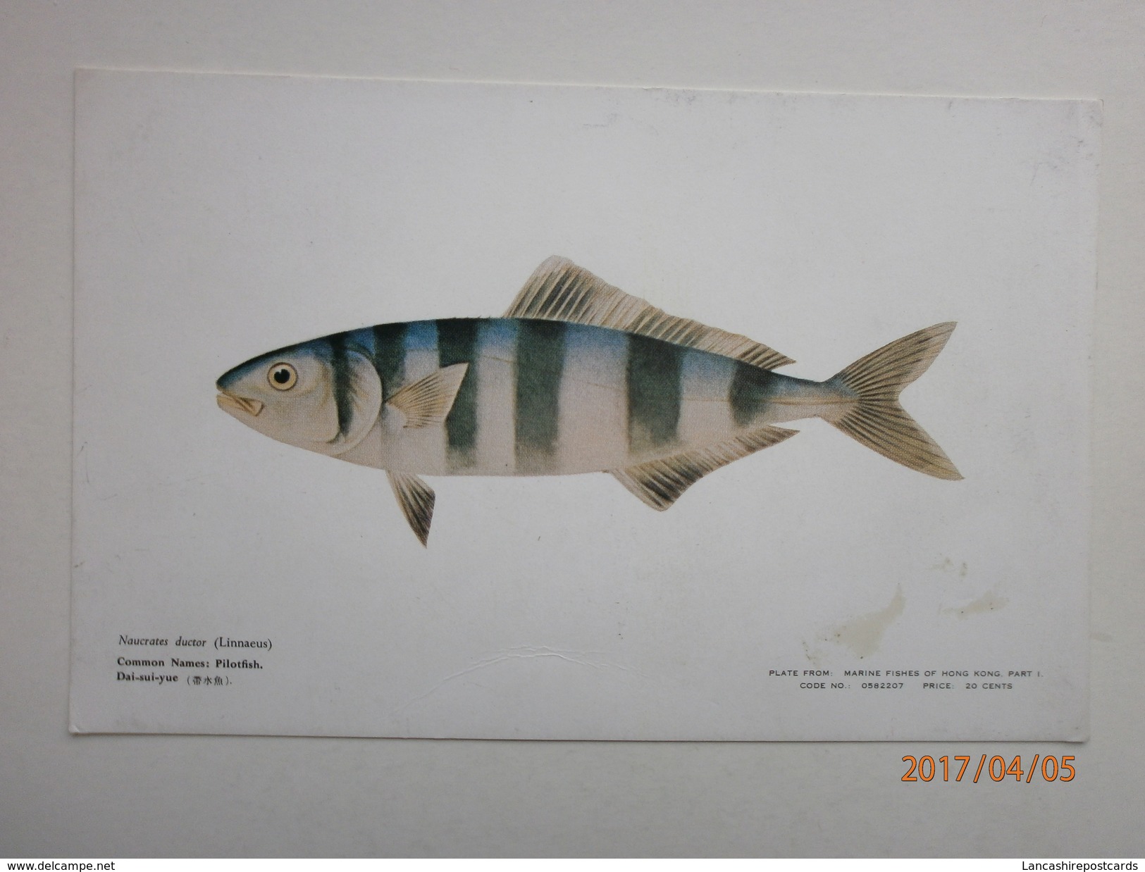 Postcard Pilotfish Plate From Marine Fishes Of Hong Kong Part 1 By Government Printer Crown Copyright My Ref B11039 - China (Hong Kong)