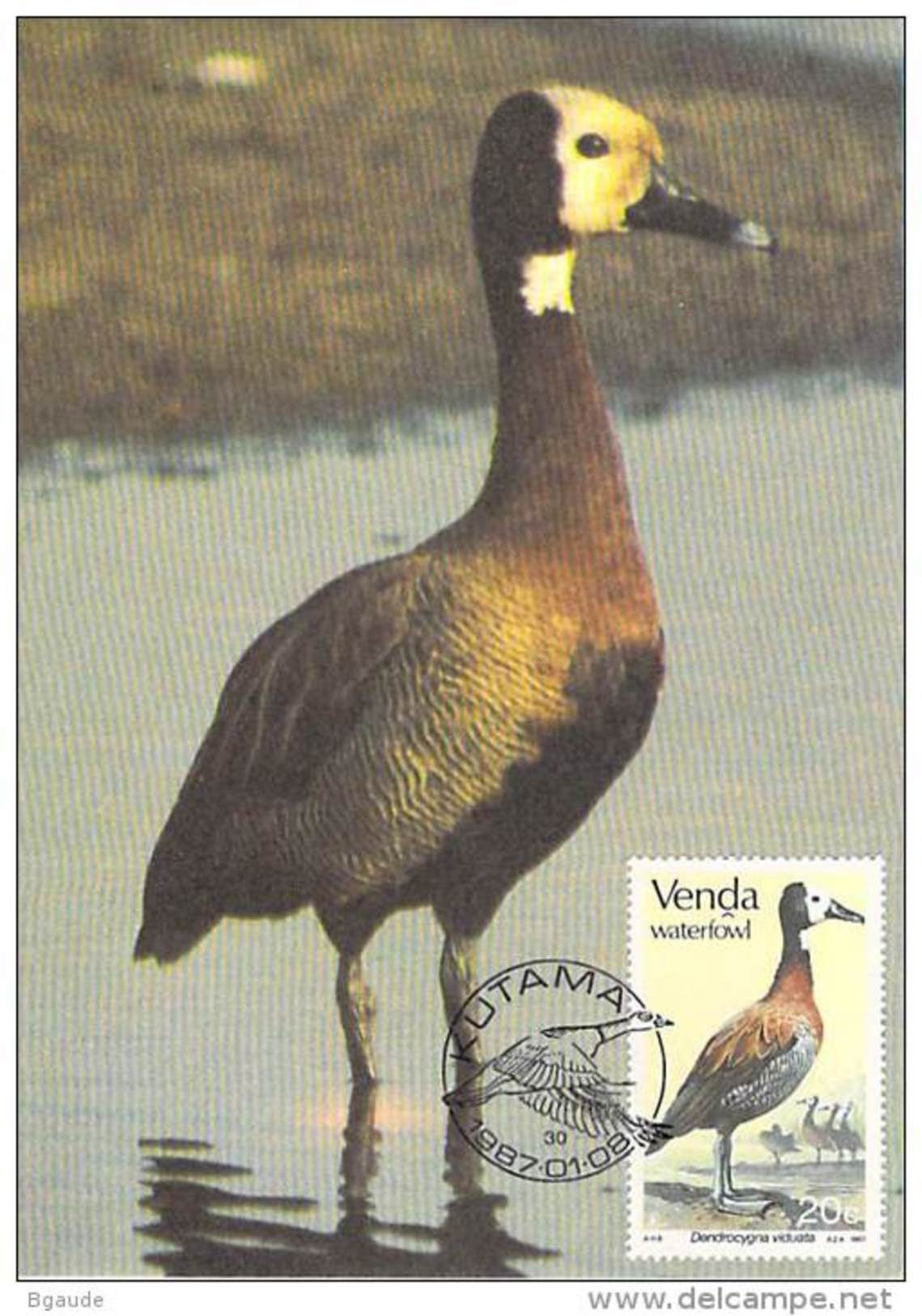 VENDA   CARTE MAXIMUM NUM.YVERT 151  FAUNE PROTECTION DE LA NATURE OISEAUX AQUATIQUES - Venda