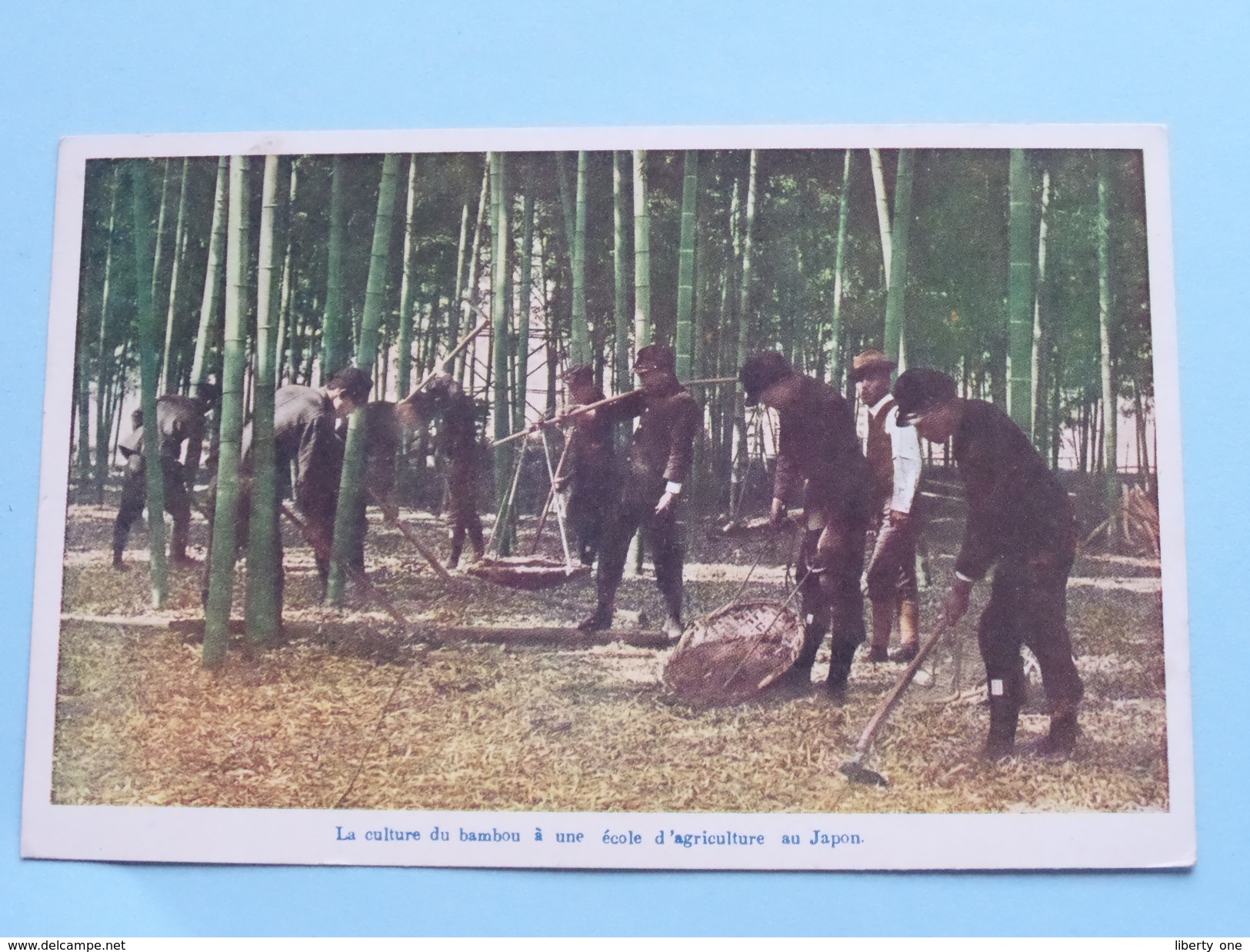 Le Culture Du Bambou à Une école D'agriculture Au Japon () Anno 19?? ( Zie Foto Details ) !! - Autres & Non Classés