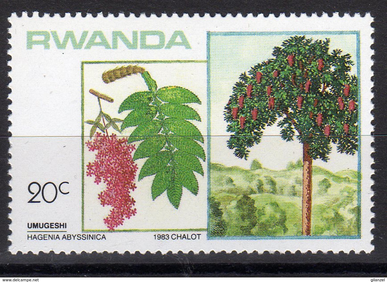 Rwanda 1983 Alberi Vegetazione Hagenia Abyssinica - Vegetazione