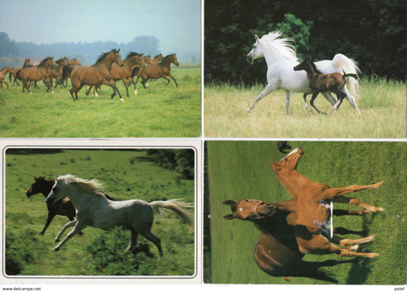 4 Cartes - Chevaux - Flammes (96172) - Horses