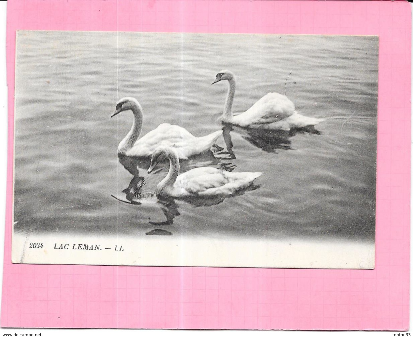 SUISSE  -  Trois Cygnes Sur Le Lac Leman  - ENCH - - Other & Unclassified