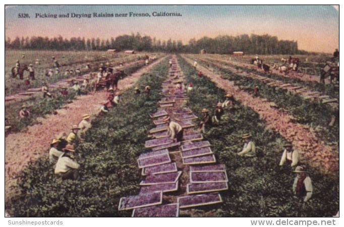California Fresno Picking And Drying Raisins - Fresno