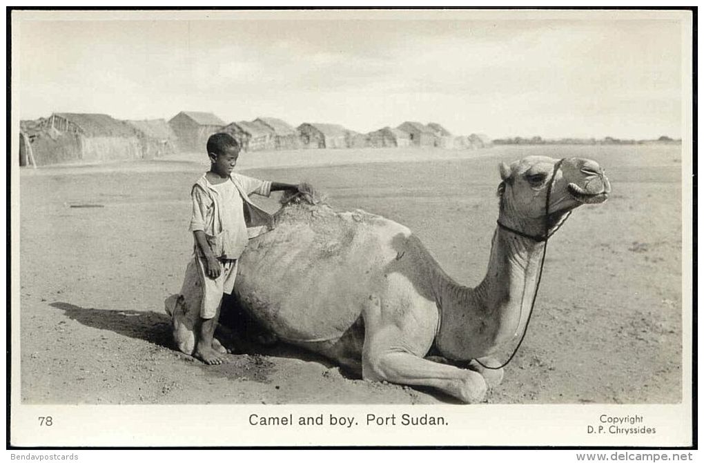 Sudan, PORT SUDAN, Native Boy With Camel (1950s) RPPC - Sudan