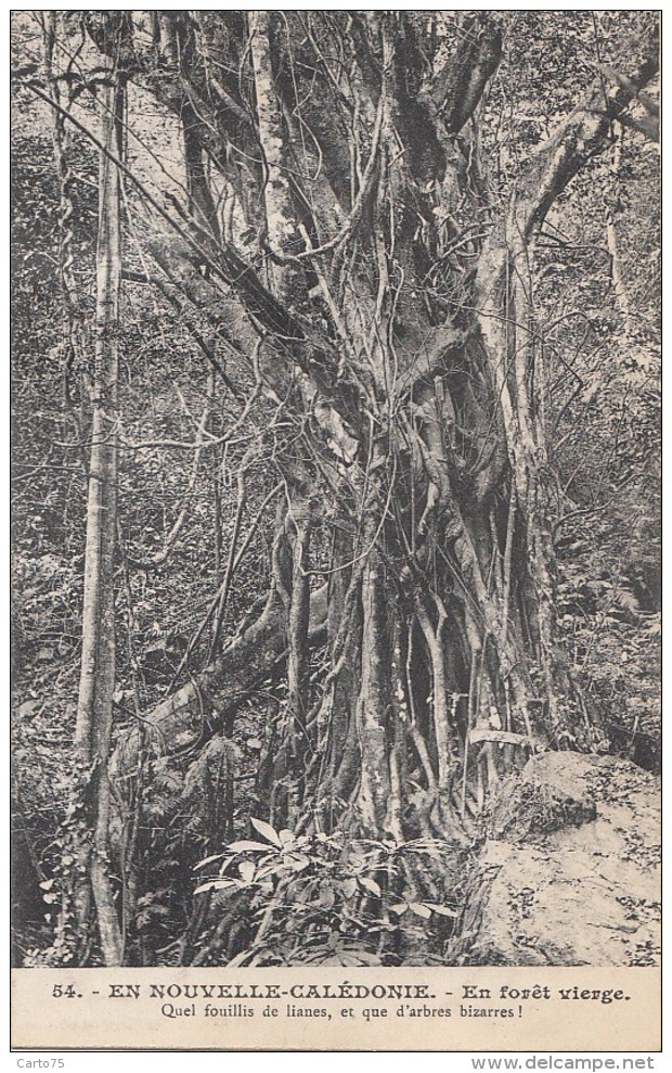Océanie - Nouvelle-Calédonie - Précurseur - Forêt Vierge Lianes - N° 54 - Nouvelle-Calédonie