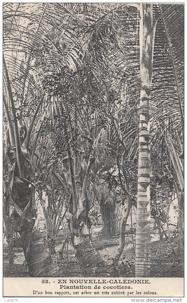 Océanie - Nouvelle-Calédonie - Précurseur - Plantation De Cocotiers - Colons - N° 53 - New Caledonia