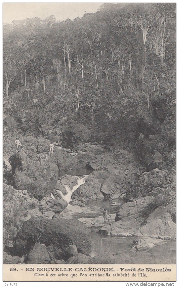 Océanie - Nouvelle-Calédonie - Précurseur - Forêt De Naioulis -  N° 59 - New Caledonia