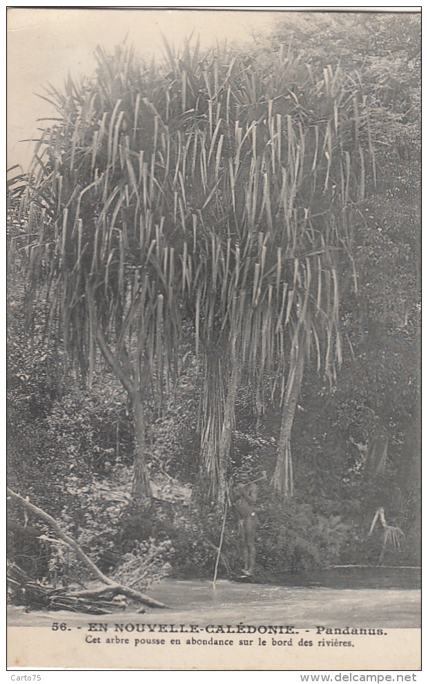 Océanie - Nouvelle-Calédonie - Précurseur -  Arbre Pandanus -  N° 56 - Nieuw-Caledonië