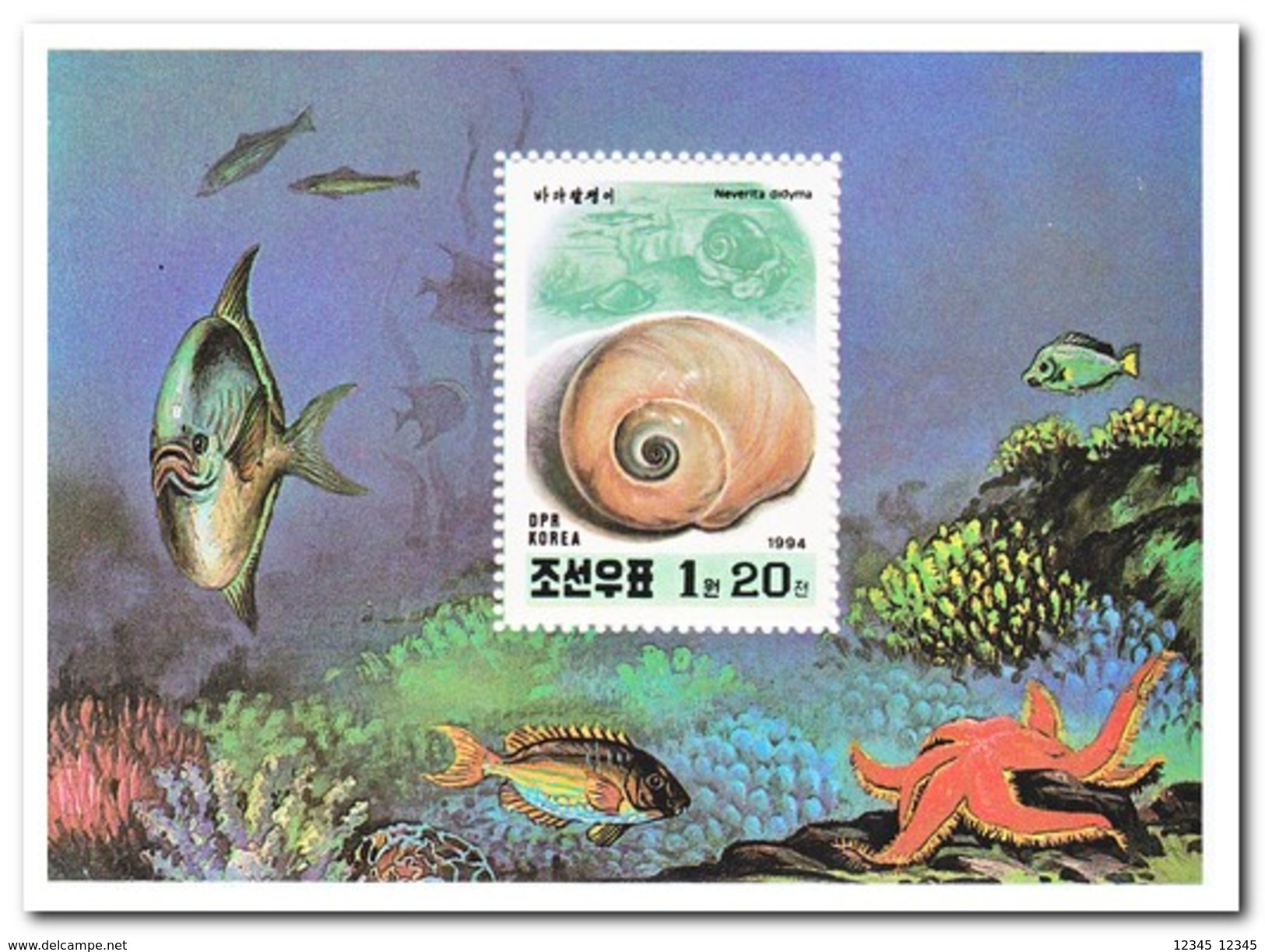 Noord Korea 1994, Postfris MNH, Sea Snails - Corea Del Nord