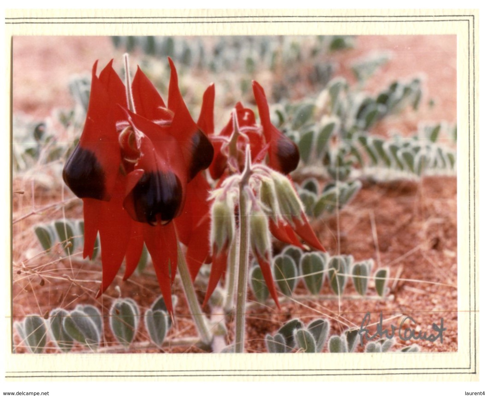 (529) Special Greeting Postcard - Coober Pedy (flower) - SA - Australia - Coober Pedy