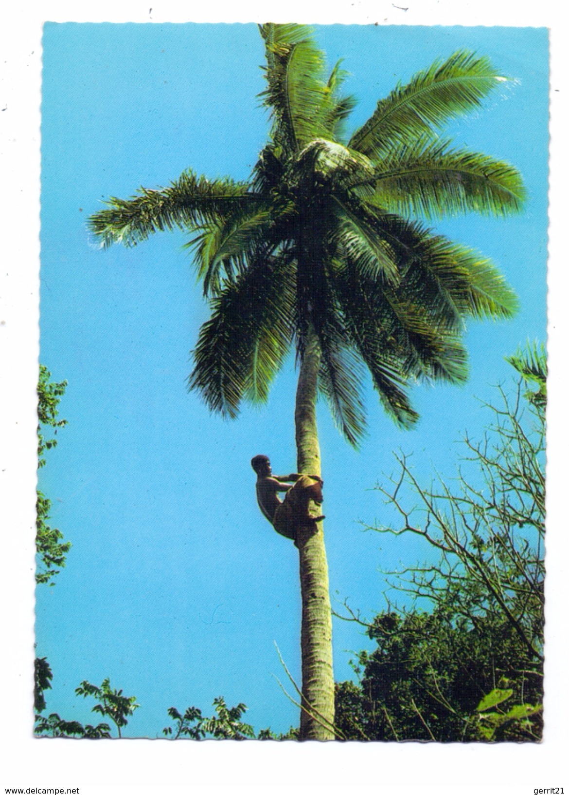 FIJI - Climbing Coconut Tree - Fiji