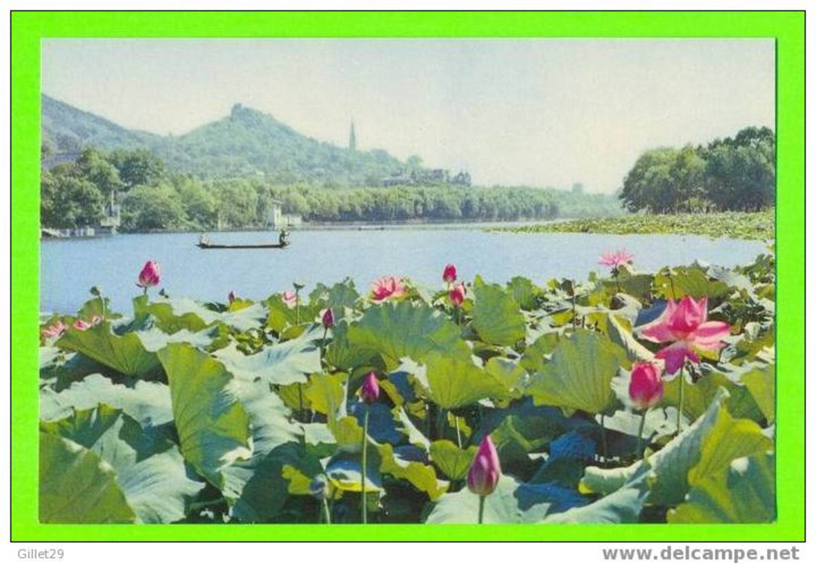 THE WEST LAKE OF HANGZHOU, CHINA - LOTUS FLOWERS IN SUMMER BREEZE - ANIMATED - - Chine