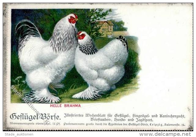 Huhn Helle Brahma K&uuml;nstlerkarte I-II - Ohne Zuordnung