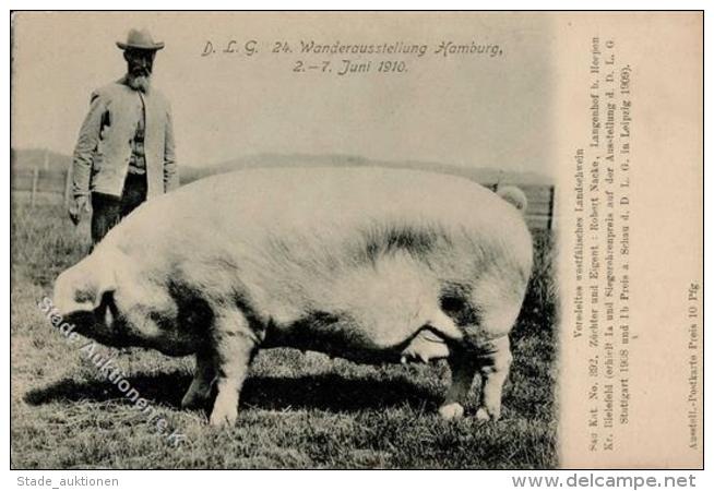Schwein Wanderausstellung Hamburg 1910 I-II Cochon - Ohne Zuordnung