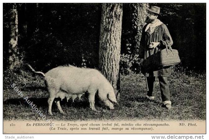 Schwein Perigord Frankreich Tr&uuml;ffelschwein I-II Cochon - Ohne Zuordnung