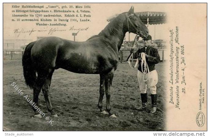 Pferd Wanderausstellung M&uuml;nchen 1905 I-II (fleckig) - Pferde