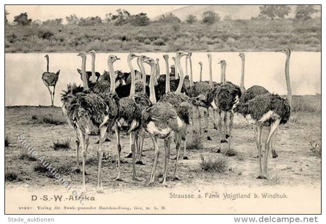 Kolonien Deutsch-S&uuml;dwestafrika Straussenfarm RS Stpl. Bethanien 6.2.06 Ansichtskarte  I-II Colonies - Ohne Zuordnung