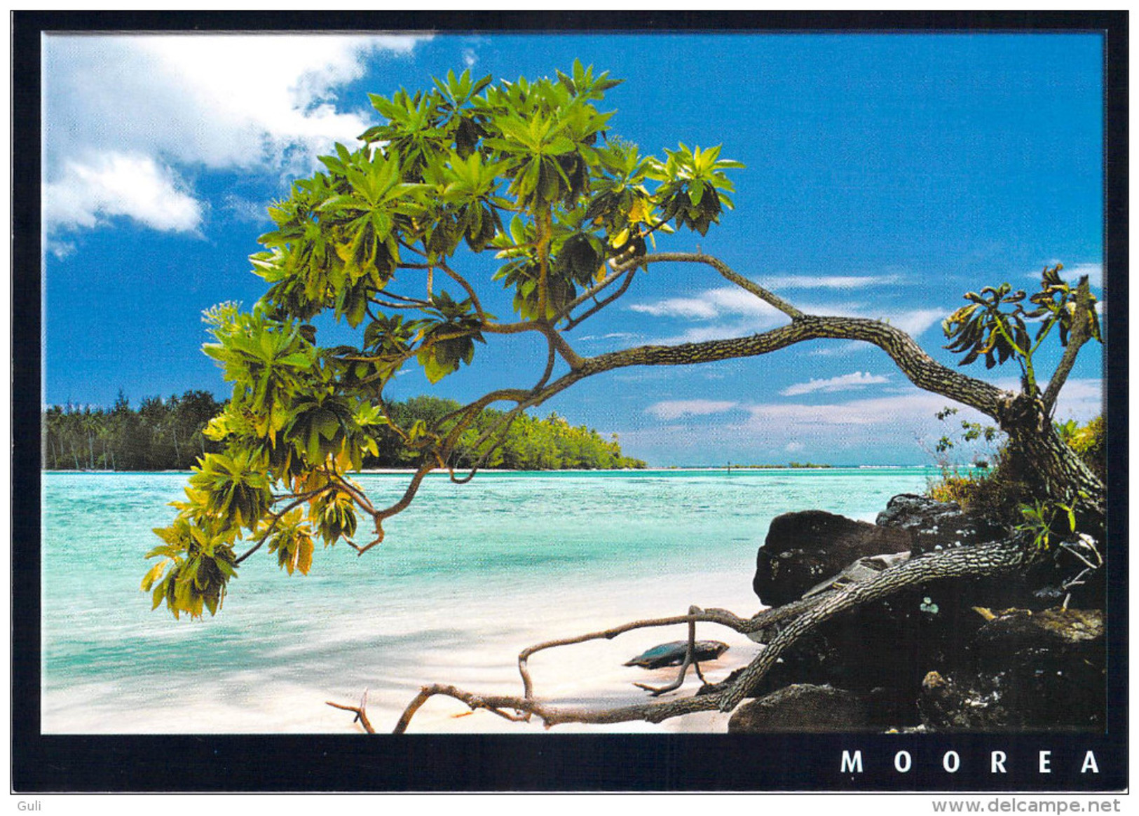 Polynésie Française- Les Iles Du Pacifique Sud -MOOREA Tahinu Arbre Des Plages Coralliennes De Polynésie( CP 059) - Polynésie Française