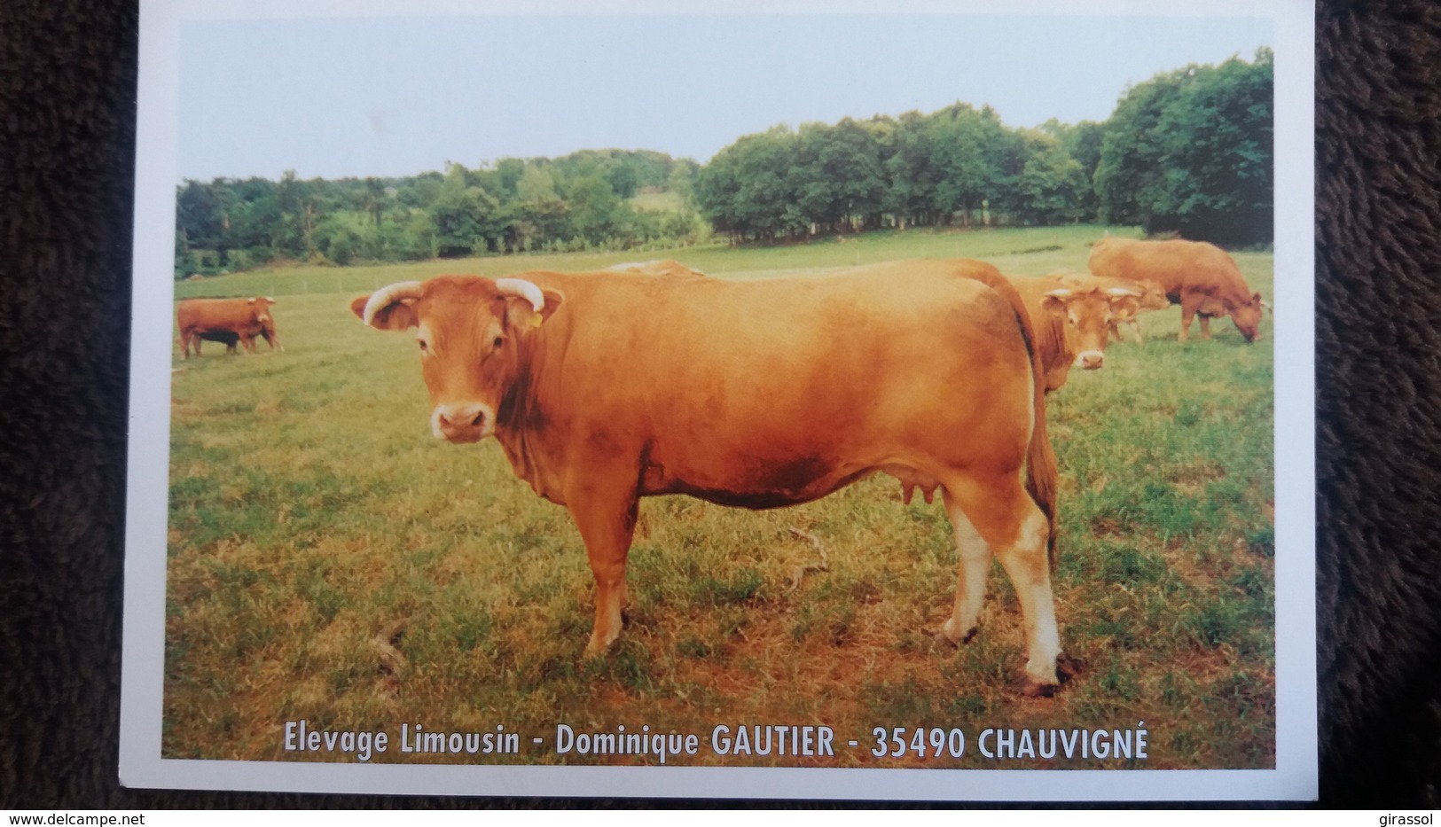 VACHE ELEVAGE LIMOUSIN DOMINIQUE GAUTIER 35490 CHAUVIGNE BRETAGNE IPRIME - Vaches