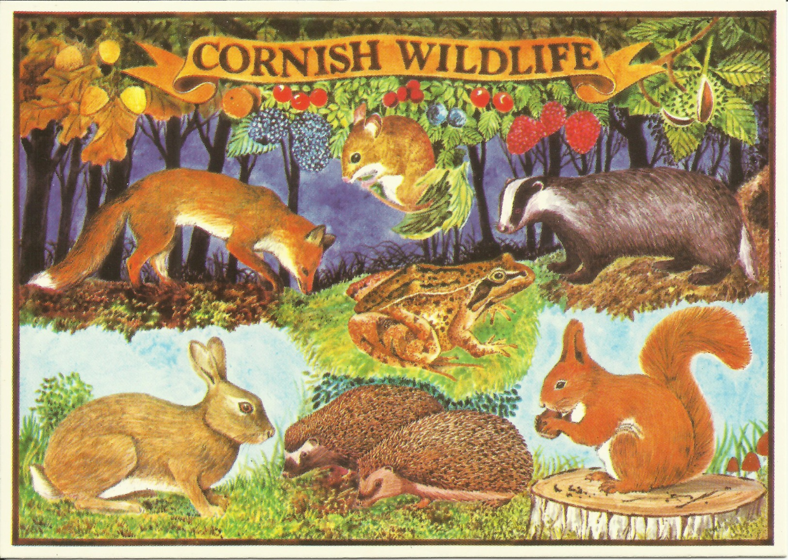 Cornish Wildlifecountryside Illustrated Fox Yellow Nacked Mouse Badger Frog Rabbit Hedgehogs Red Squirrel Animals Forest - Autres & Non Classés