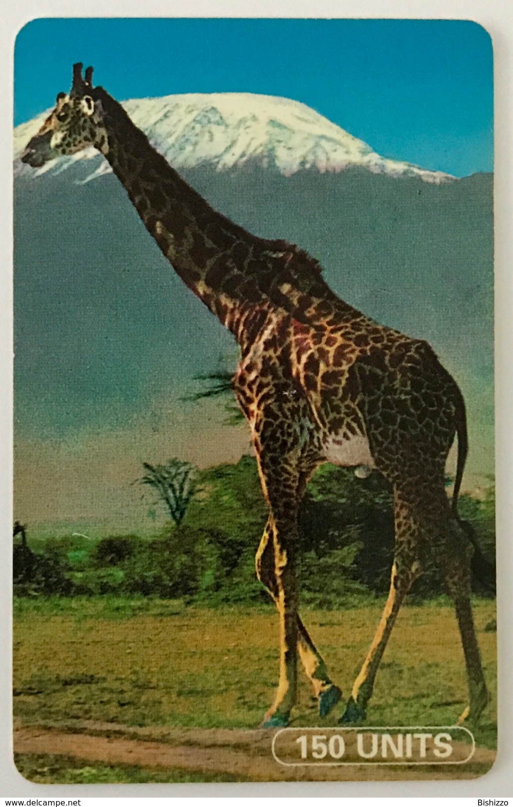 Giraffe - Tanzania