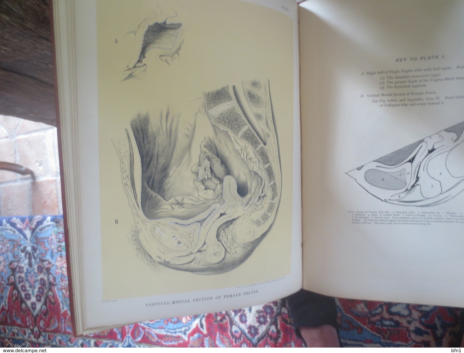 DR.DAVID BEERY HART- M.D.F.R.C.P.E- 1880- THE STRUCTURAL ANATOMY OF THE FEMALE PELVIC FLOOR- UNIVERSITY OF EDINBURGH-