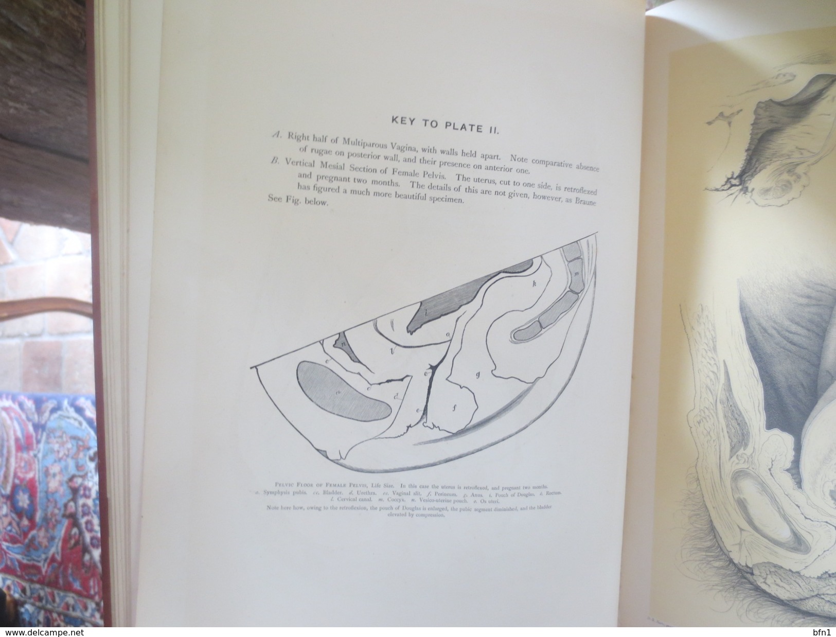 DR.DAVID BEERY HART- M.D.F.R.C.P.E- 1880- THE STRUCTURAL ANATOMY OF THE FEMALE PELVIC FLOOR- UNIVERSITY OF EDINBURGH-