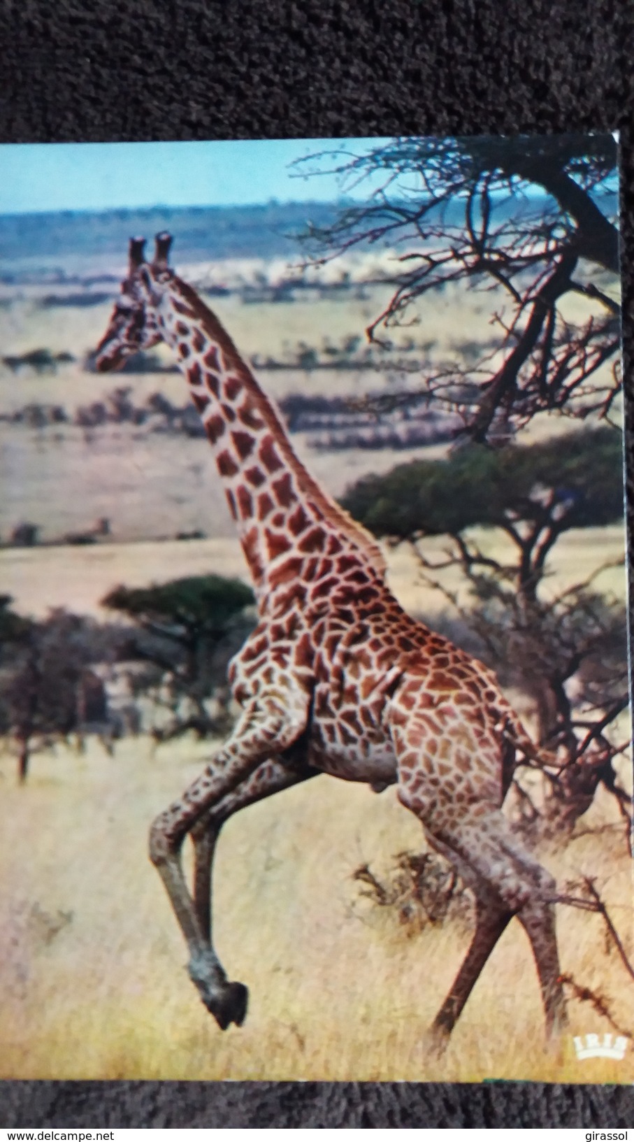 CPSM GIRAFE FAUNE AFRICAINE IRIS 6831 - Girafes