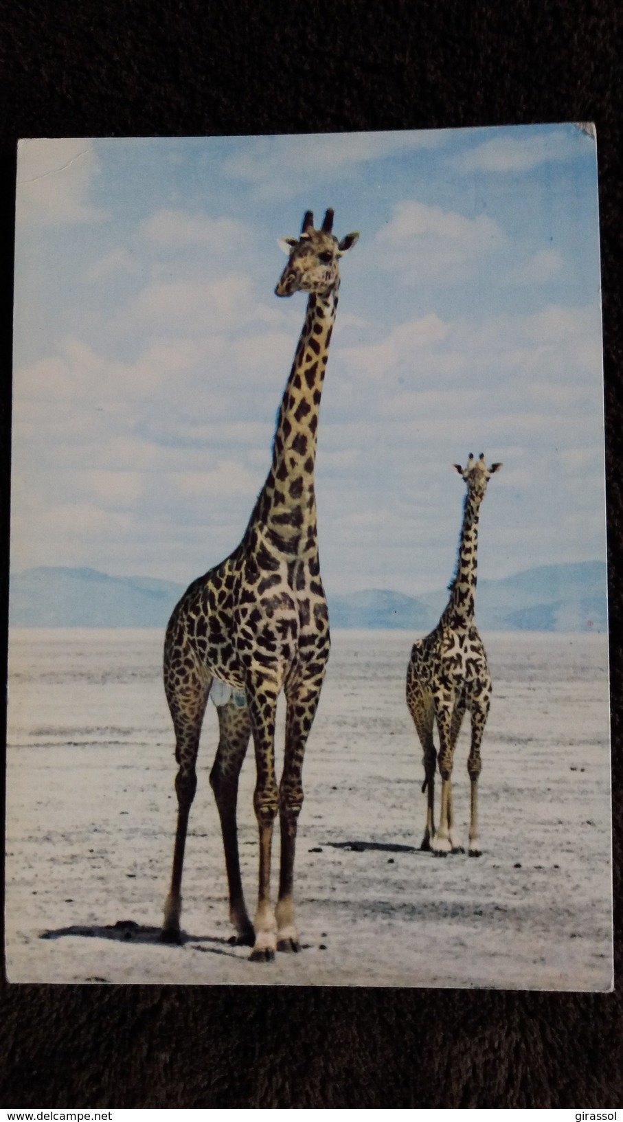 CPSM GIRAFE FAUNE AFRICAINE HOA QUI - Girafes