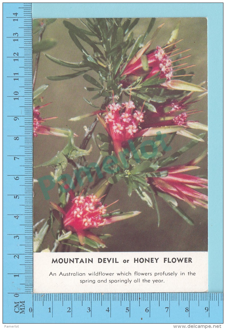 Fleurs Australienne  - Mountain Devil Or Honey Flower -  2 Scans - Fleurs