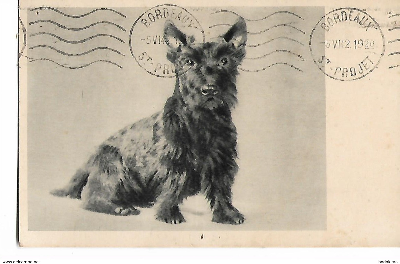 Scottie  Dog - Honden