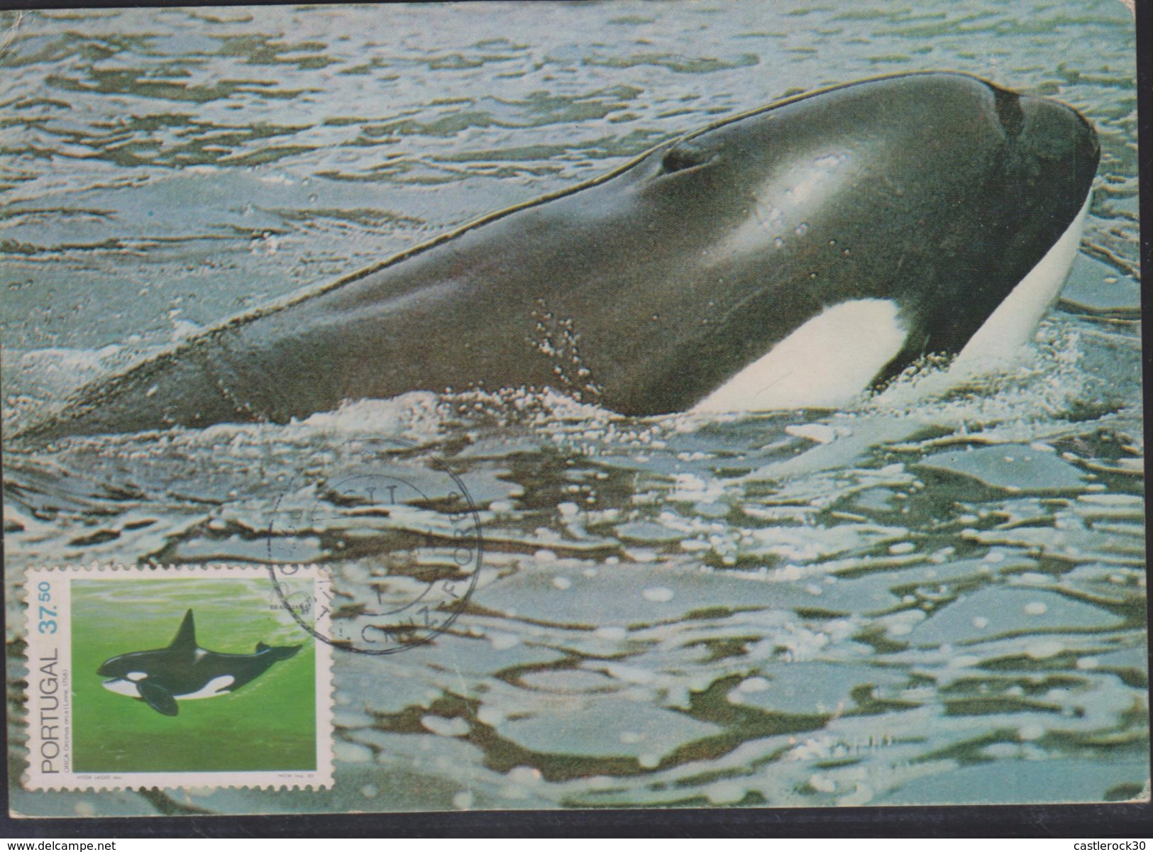 O) 1983 PORTUGAL. WHALE-ORCINUS-ORCA KILLER WHALE-CETACEO, MAXIMUM CARD, XF - Maximumkarten (MC)