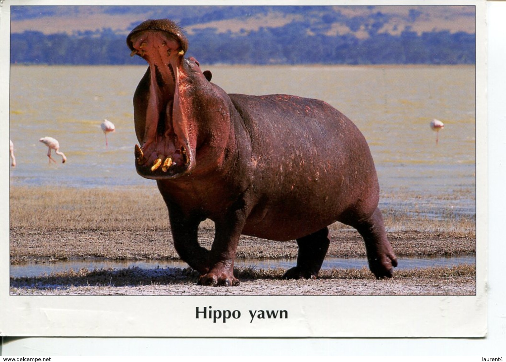 (M+S 300) Hippopotamus (posted From Tanzania) - Hippopotamuses