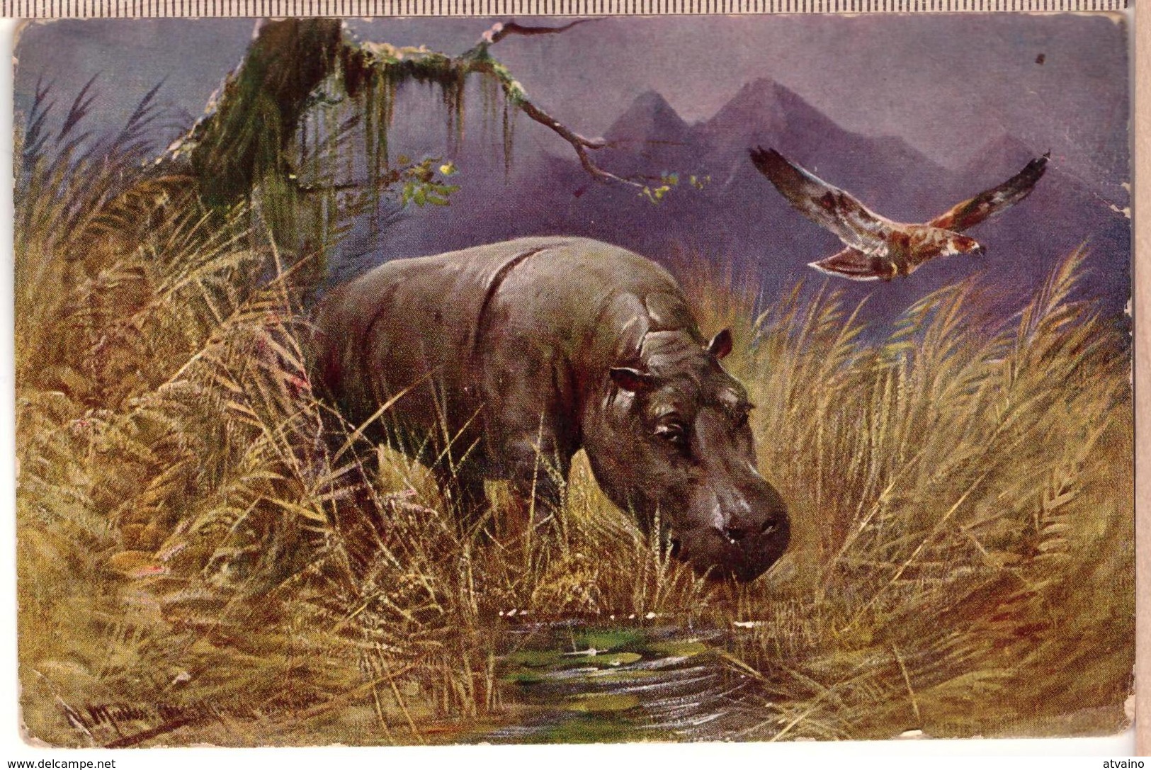 Vintage Art Postcard Artist M Muller Hippopotamus SWSB Edition - Hippopotamuses