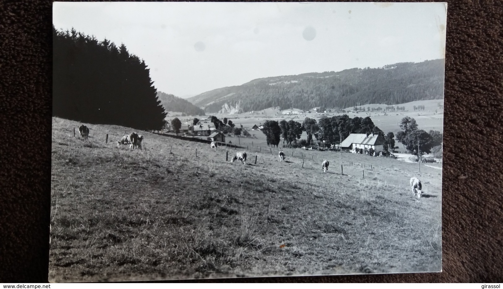 CPSM ENVIRON DE MORTEAU DOUBS PATURAGES 1956  TACHEE - Autres & Non Classés