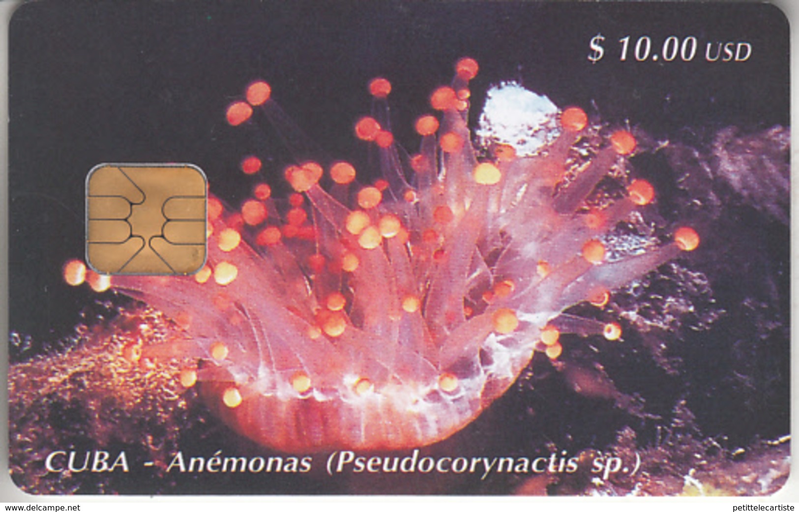 CUBA - PHONE CARD - CHIP   ***   ANÉMONAS  *** - Kuba