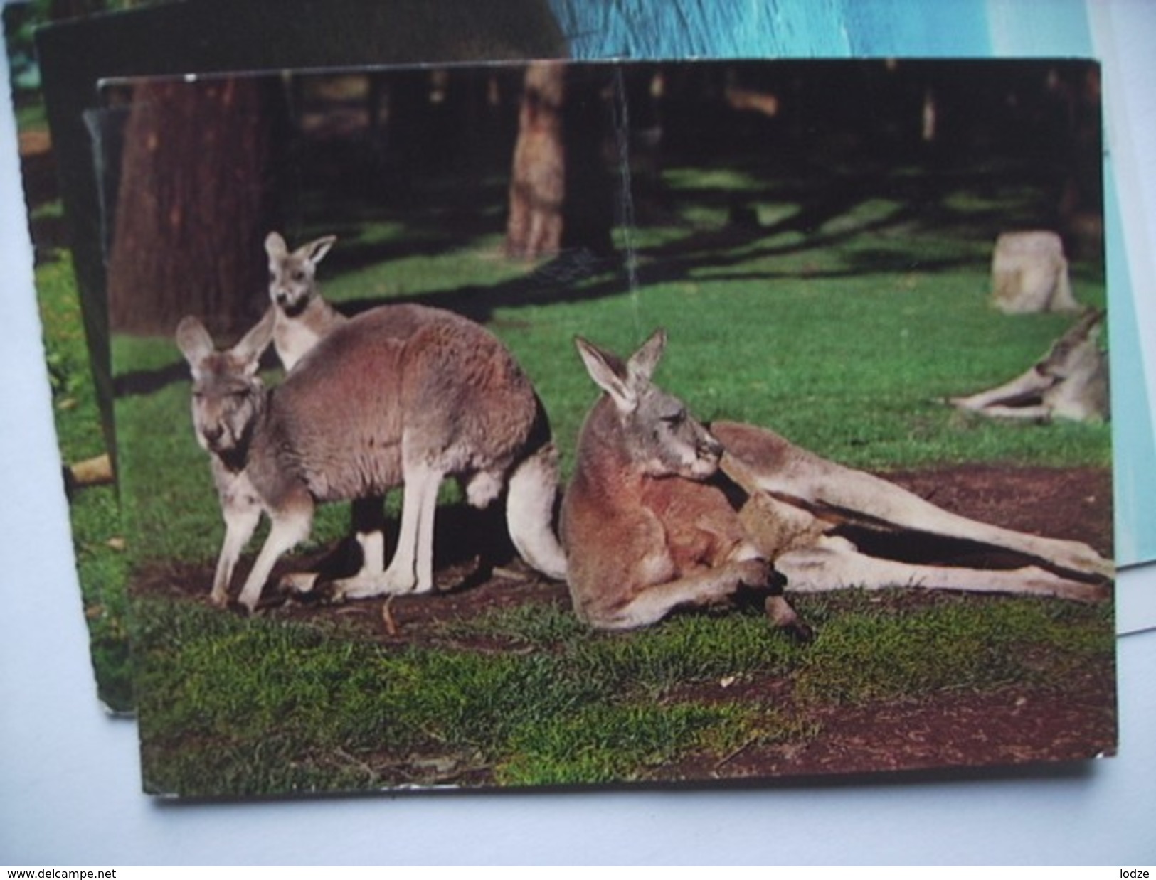 Australië Australia Kangaroos - Andere & Zonder Classificatie