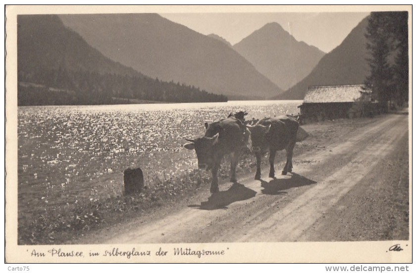 Autriche - Reutte - Vaches - Postmarked 1950 - Reutte