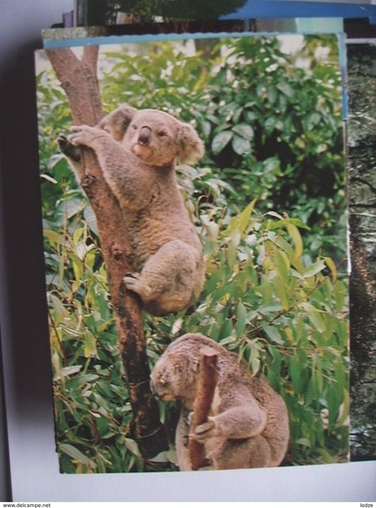 Australië Australia Koala Bears - Andere & Zonder Classificatie
