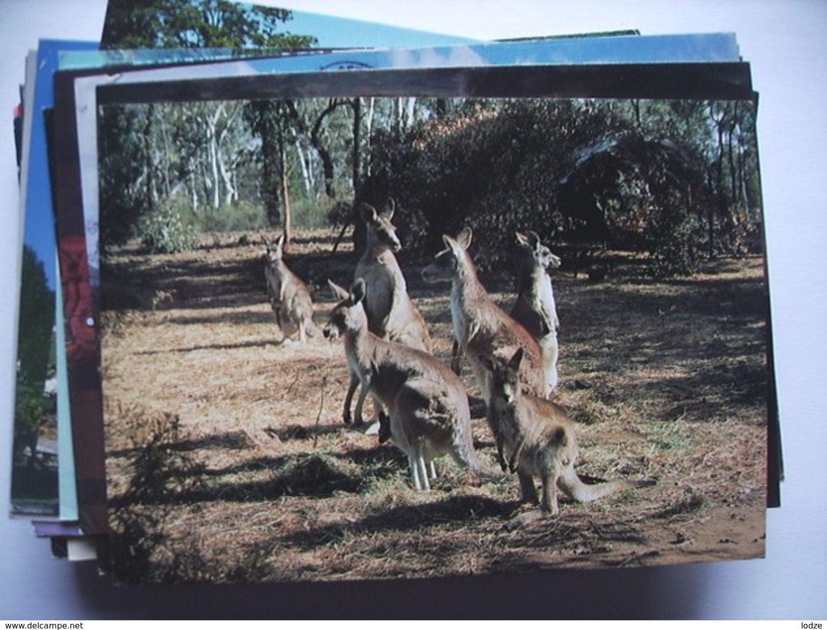 Australië Australia Kangaroos A Family - Andere & Zonder Classificatie