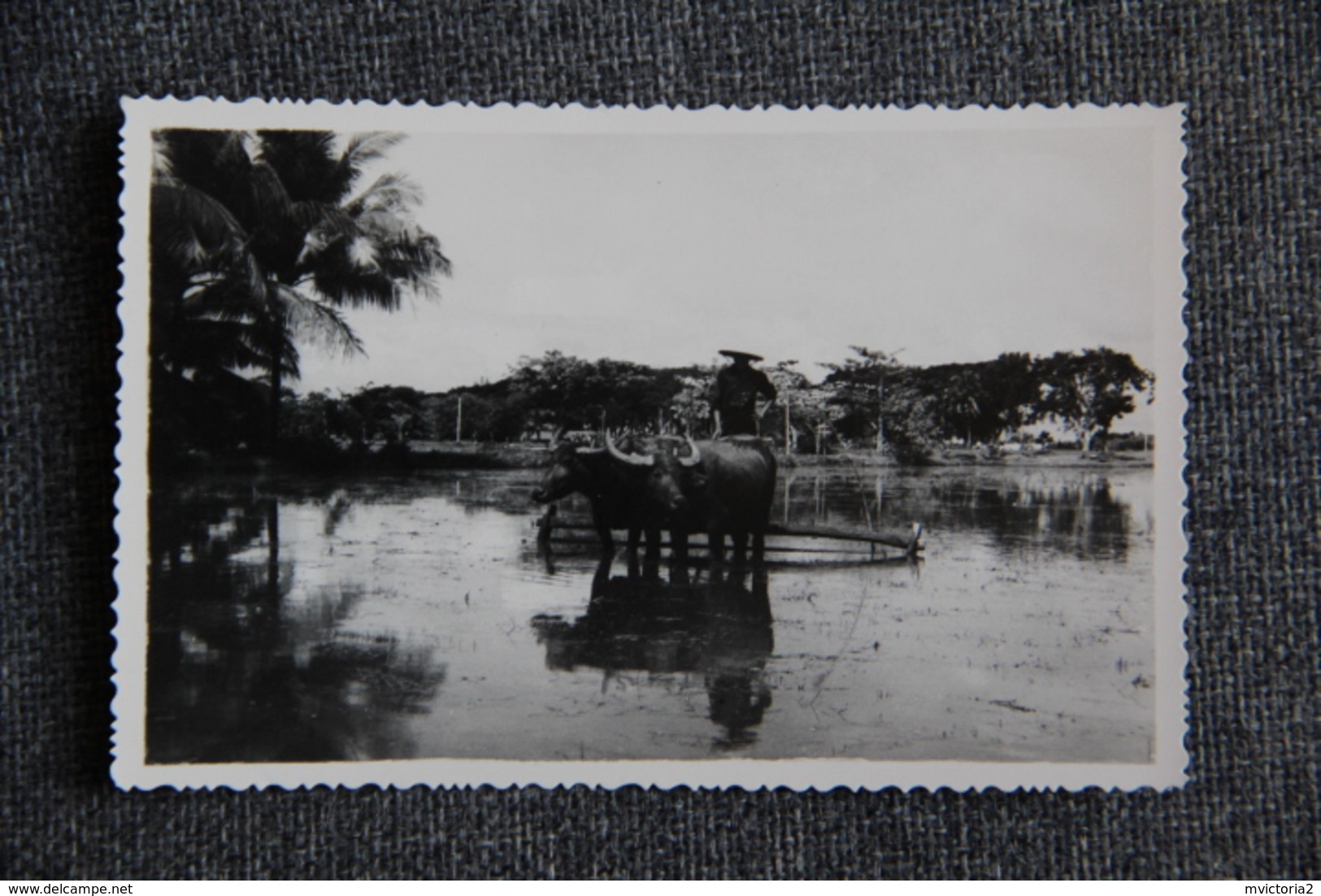 SAIGON - Boeufs Domestiques - Viêt-Nam