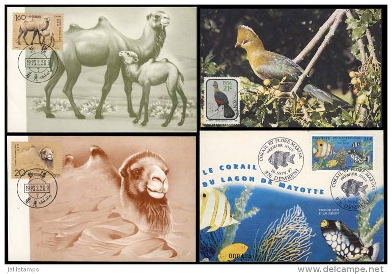 TOPIC ANIMALS: 19 Maximum Cards Of Various Countries, Very Fine General Quality. - Autres & Non Classés