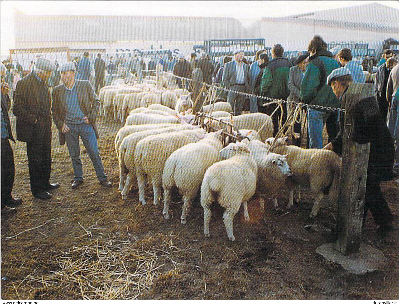 50 - FOIRE De LESSAY AVEC MOUTONS.. 09/1990 TIRAGE 300 EX - Sonstige & Ohne Zuordnung