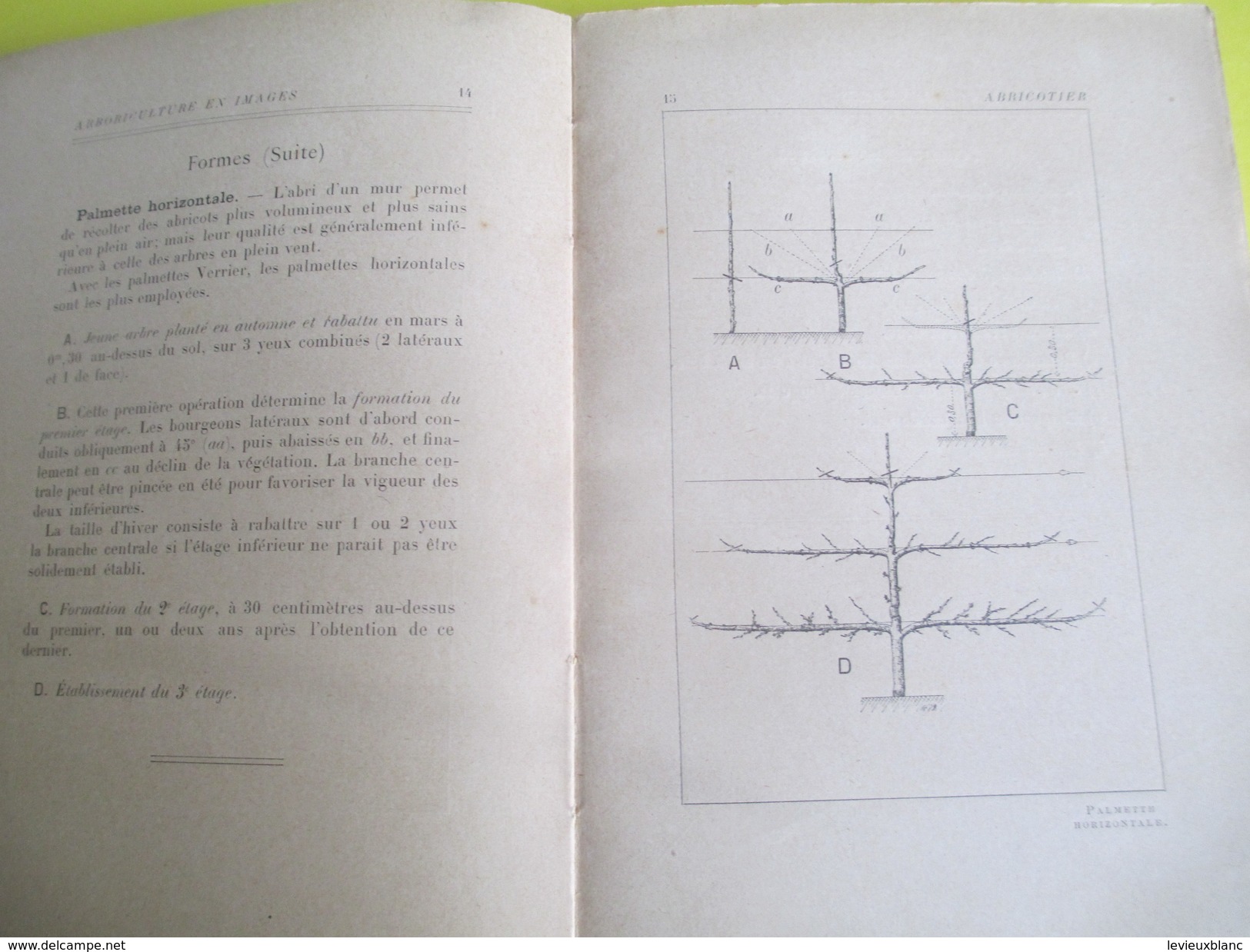 Arboriculture Fruitière En Images / 101 Planches / J Vercier/Larousse/254 Pages /Vers 1907      LIV115 - Garden