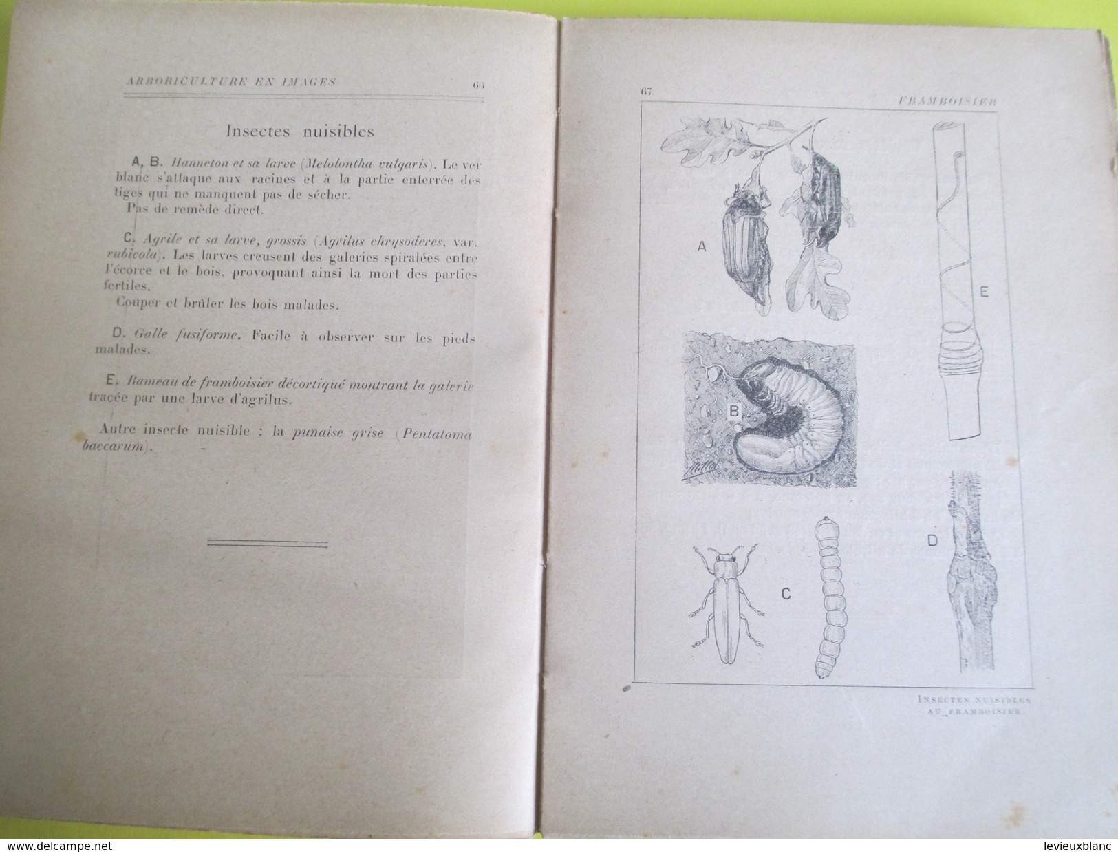 Arboriculture fruitière en images / 101 planches / J Vercier/Larousse/254 pages /Vers 1907      LIV115
