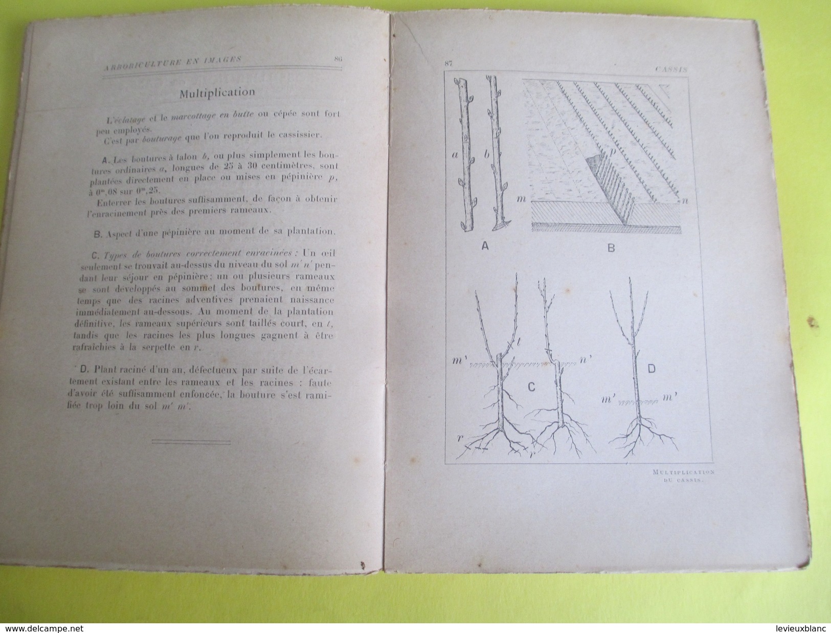 Arboriculture fruitière en images / 101 planches / J Vercier/Larousse/254 pages /Vers 1907      LIV115