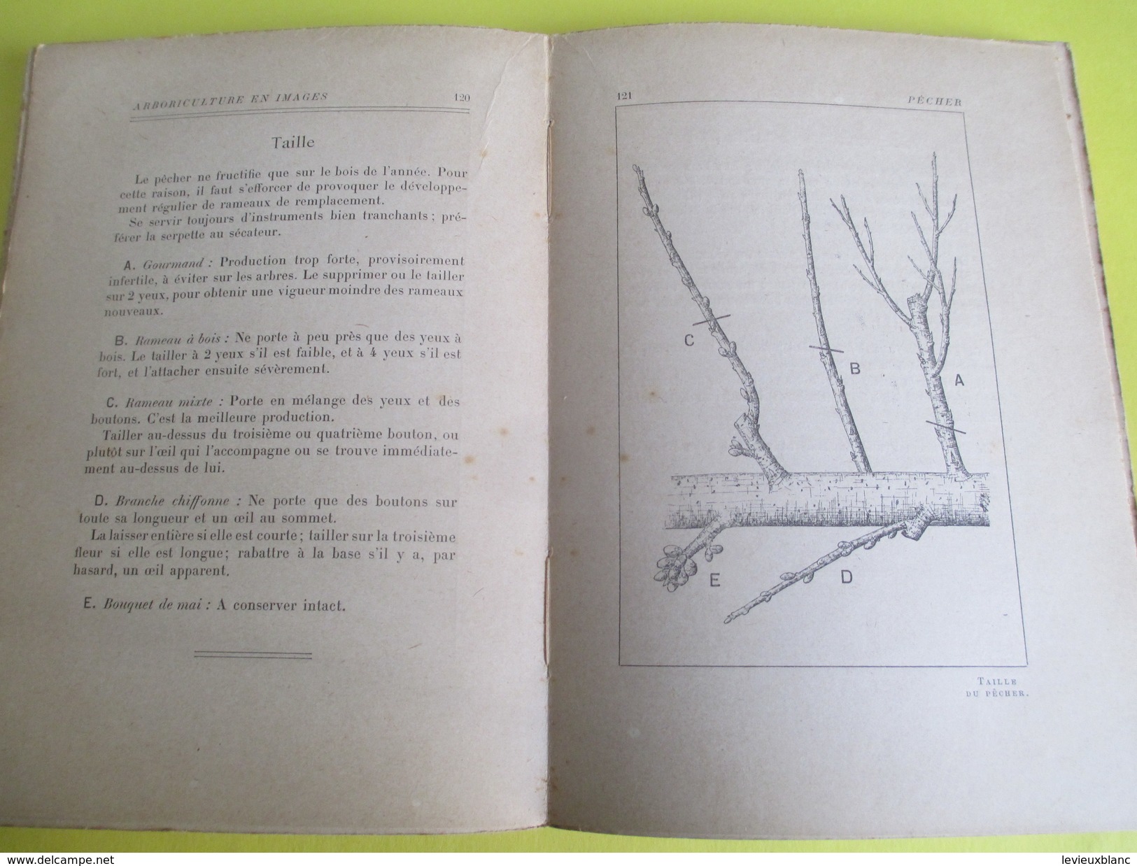 Arboriculture fruitière en images / 101 planches / J Vercier/Larousse/254 pages /Vers 1907      LIV115