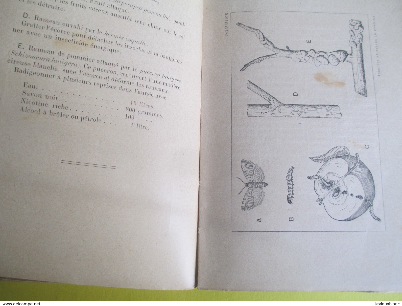 Arboriculture fruitière en images / 101 planches / J Vercier/Larousse/254 pages /Vers 1907      LIV115